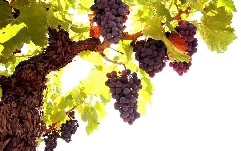 圣周默想（六） | 我是葡萄树