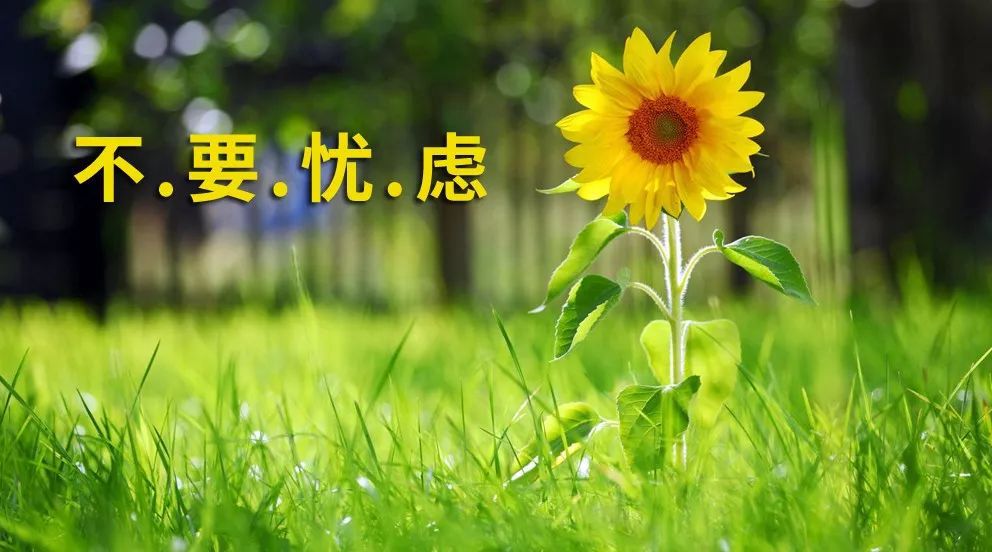 除去心里“忧虑”的荆棘