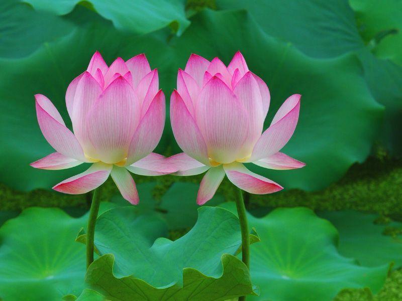 活出“相称”的生命(图1)